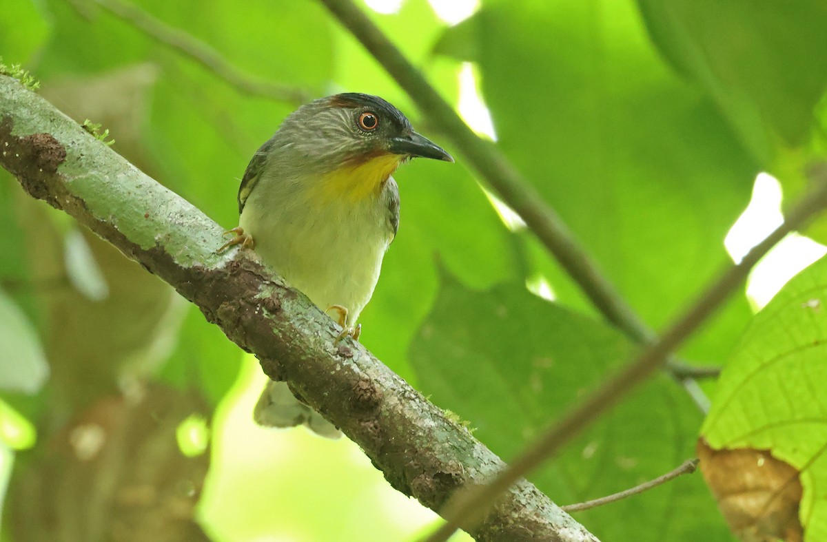 Visayan Babbler - ML570634411