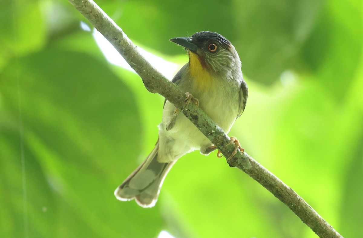 Visayan Babbler - ML570634421