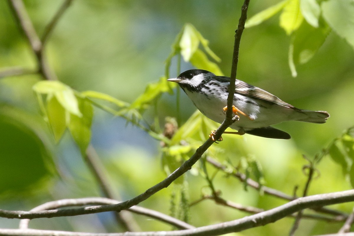 Blackpoll Warbler - ML570634531
