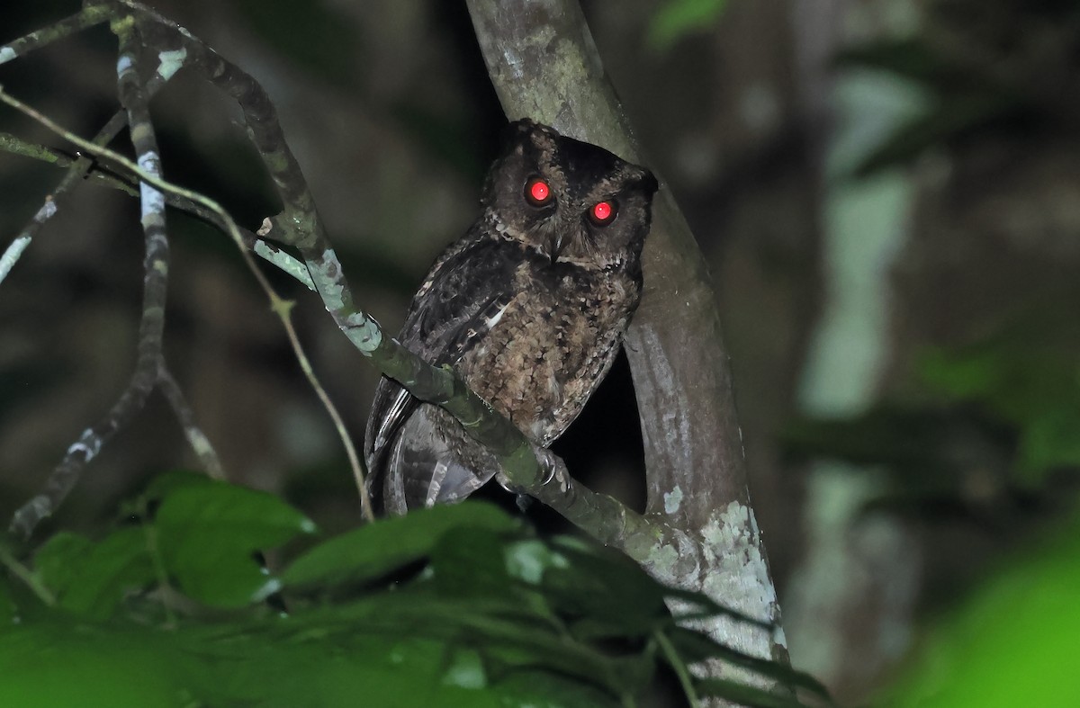 Everett's Scops-Owl - ML570634901