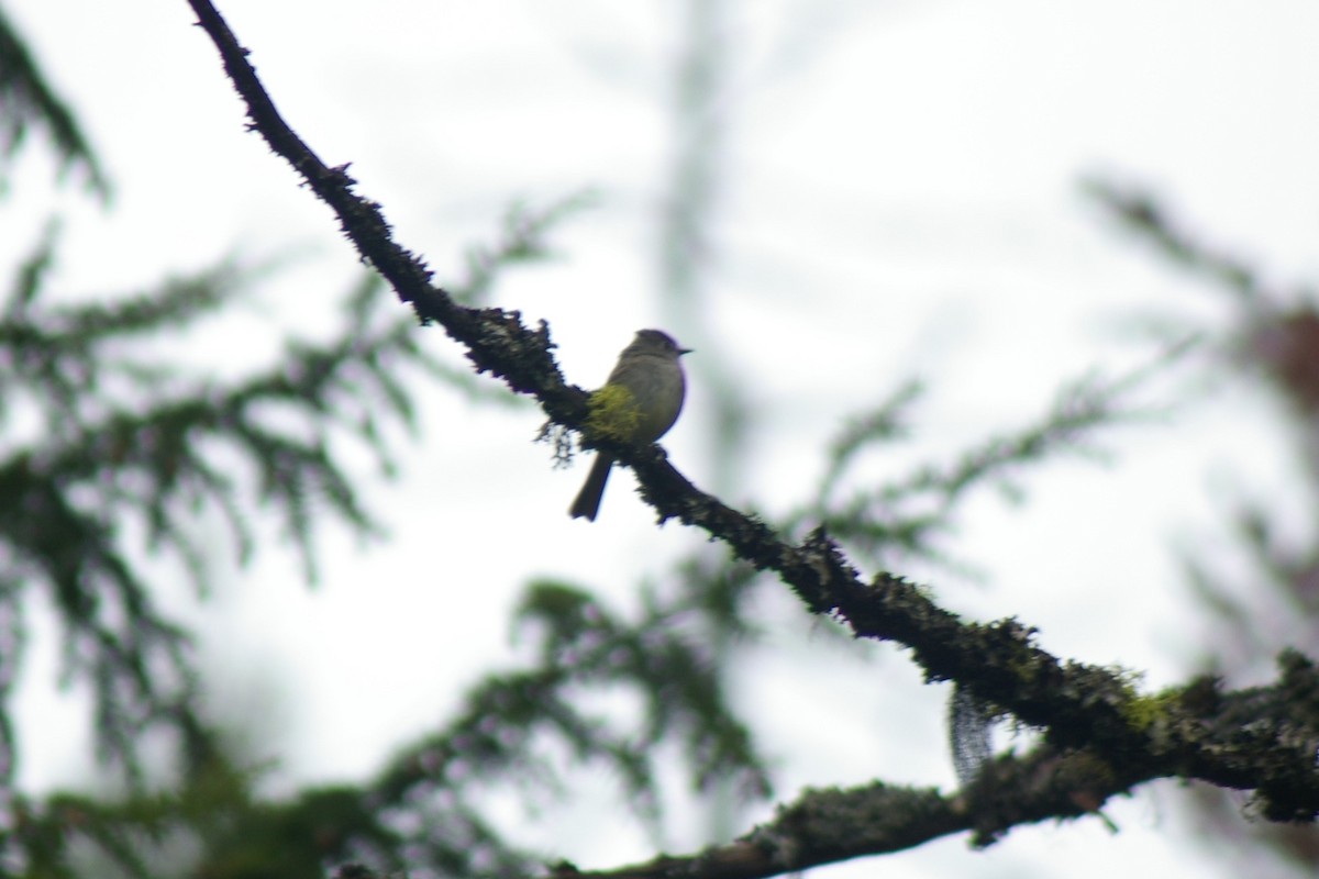 Dusky Flycatcher - ML57063511