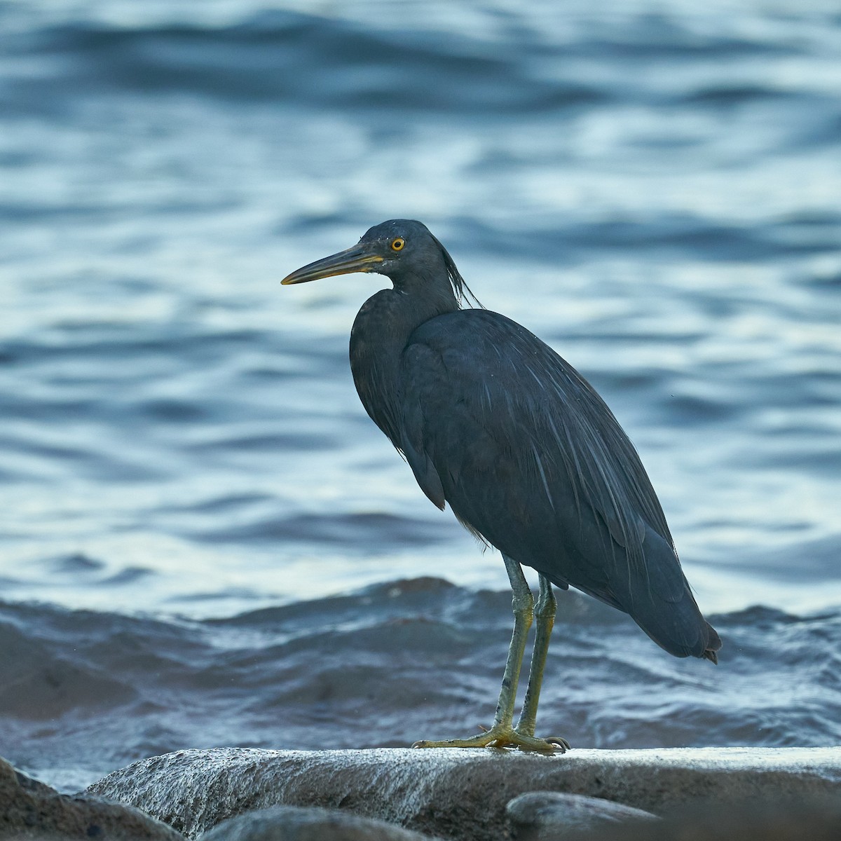 Pacific Reef-Heron - ML570636091