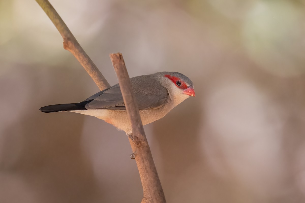 Black-rumped Waxbill - ML570636741