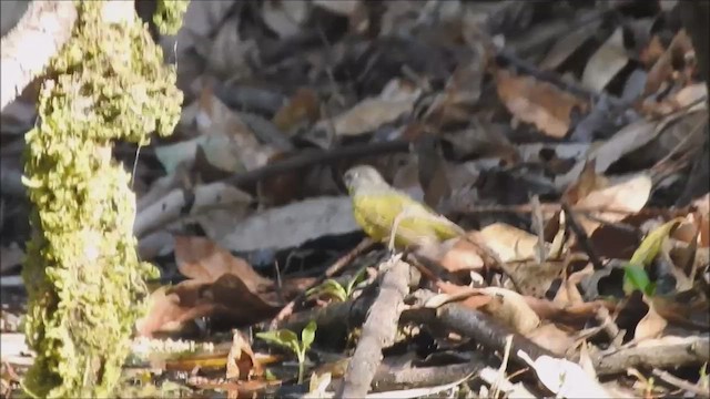 Gray-hooded Warbler - ML570637931