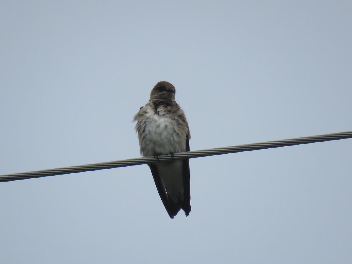 Northern Rough-winged Swallow - Curtis Mahon