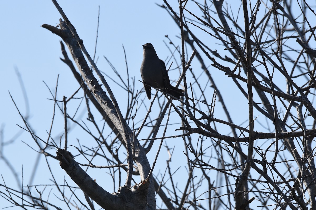 Northern Mockingbird - Joseph Mittura