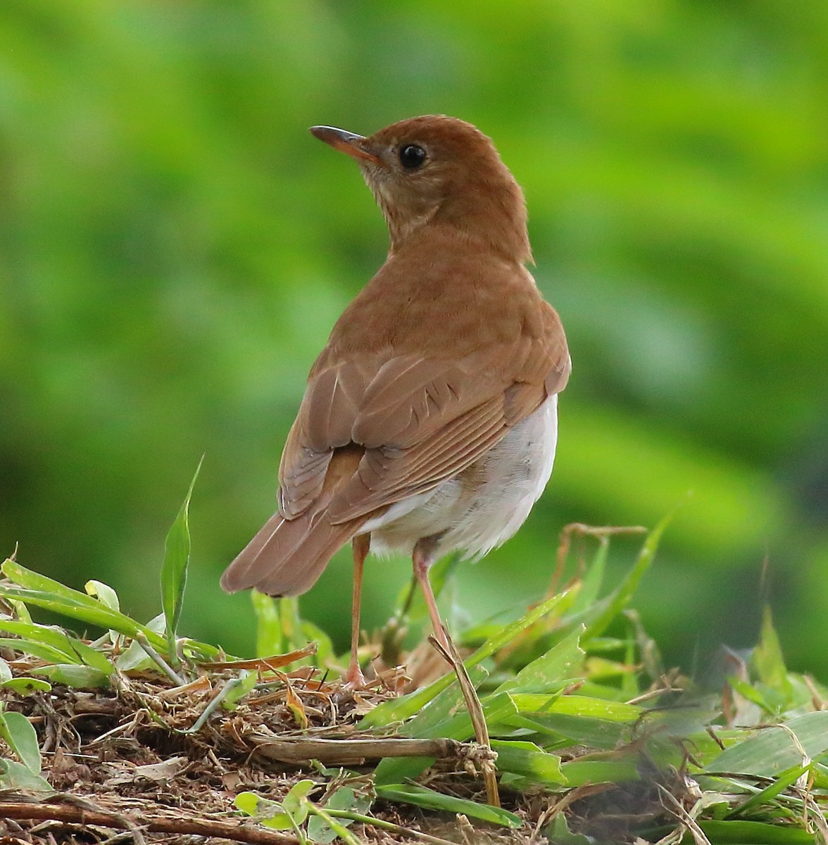 Veery - ML570638921