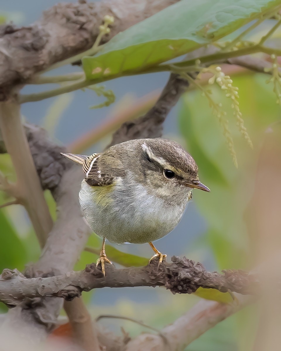 Hume's Warbler - ML570639021