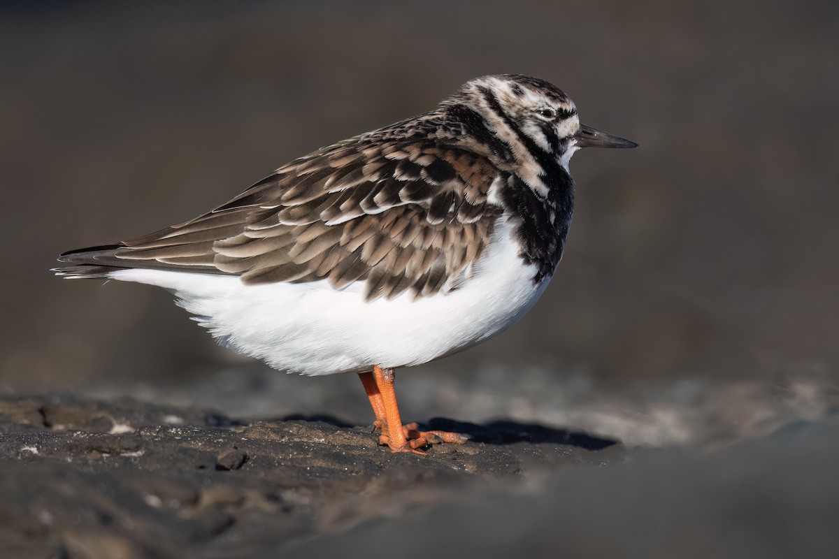 Ruddy Turnstone - Terence Alexander