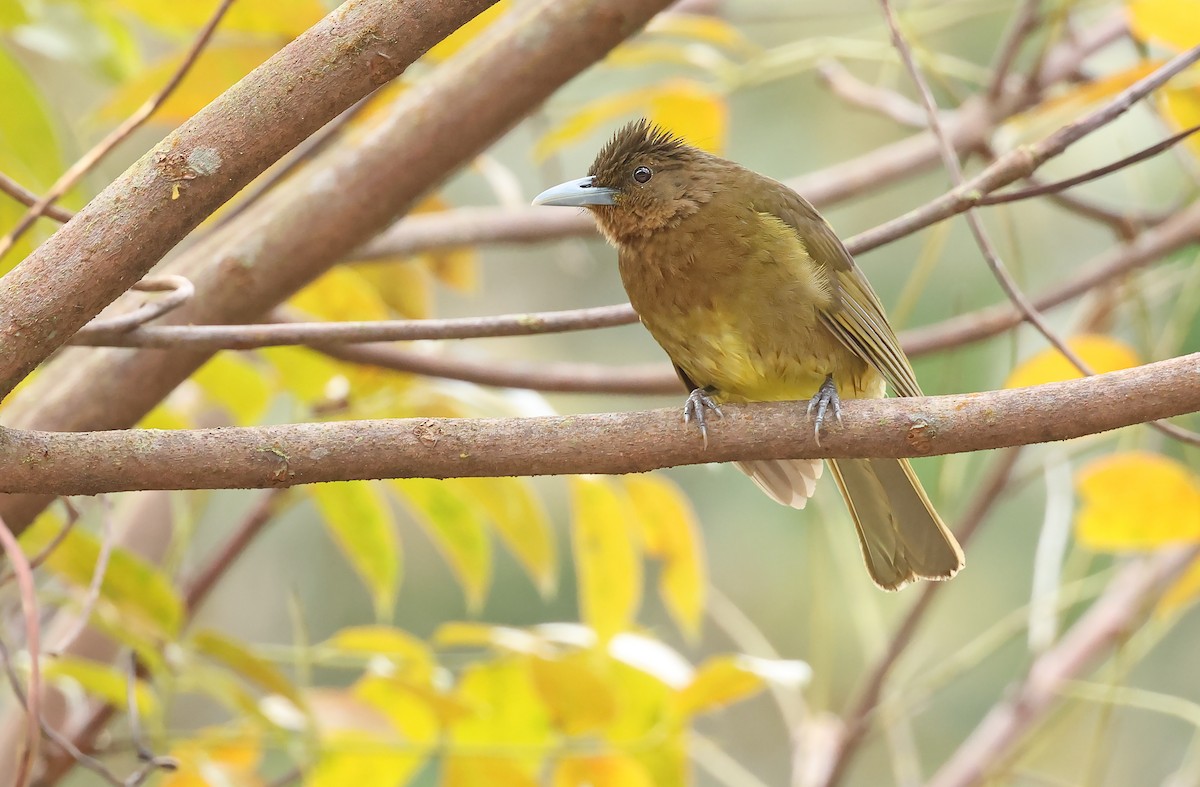 Camiguin Bulbul - Robert Hutchinson / Birdtour Asia