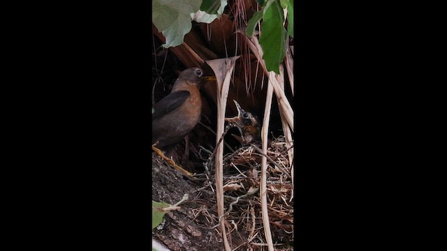 Rufous-collared Robin - ML570640561