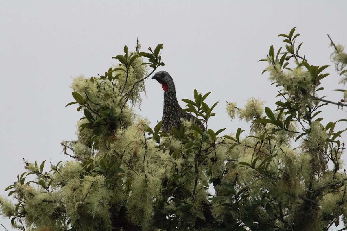 Andean Guan - ML57064091