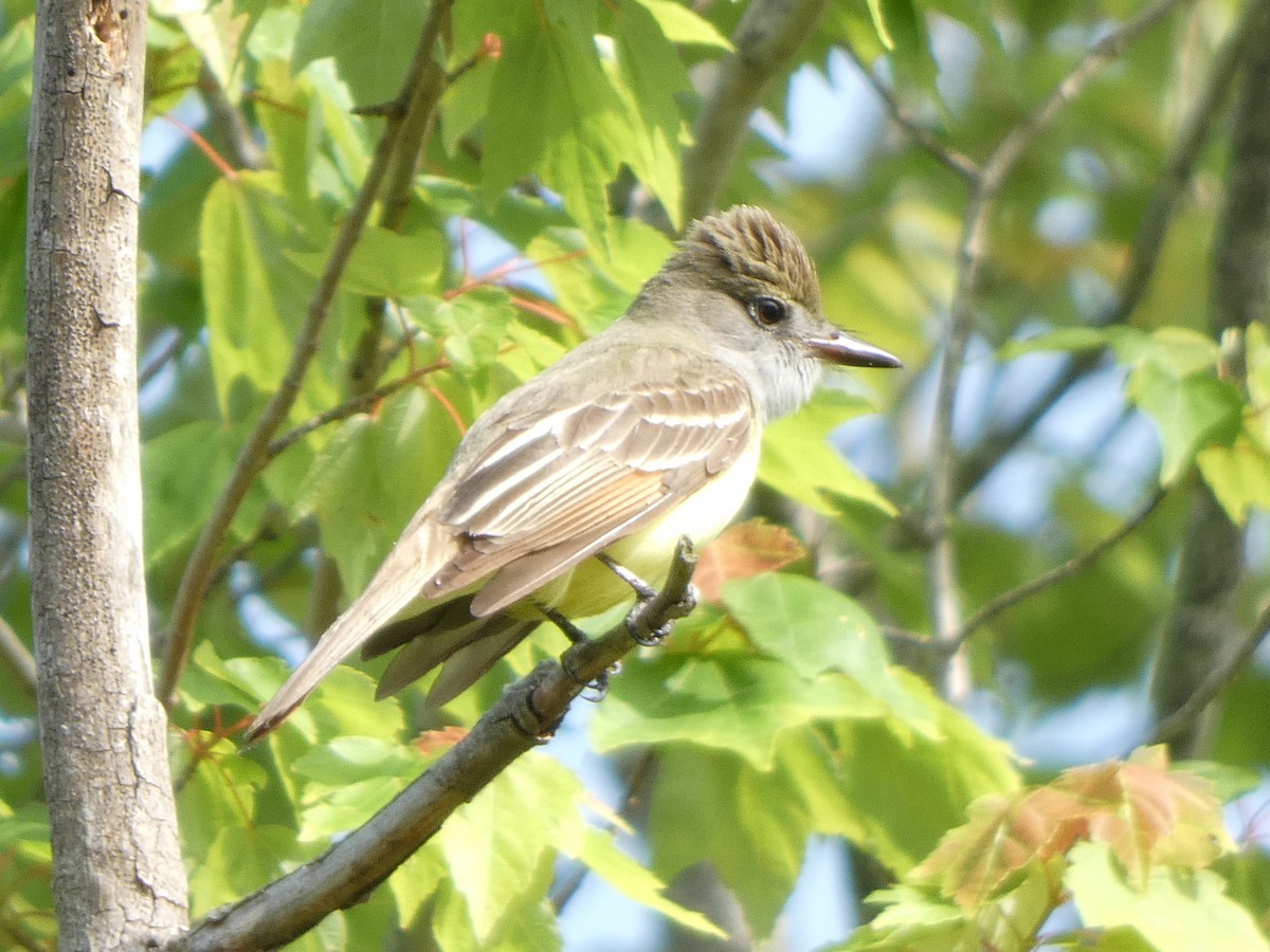 Great Crested Flycatcher - ML570641691