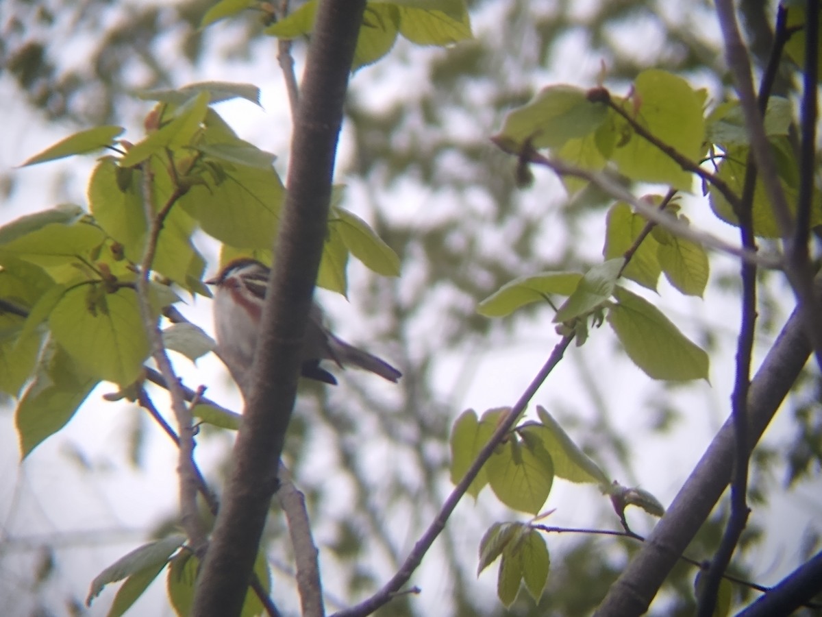 Chestnut-sided Warbler - ML570641721