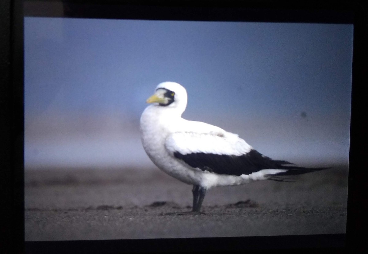 Masked Booby - Akshay Khare