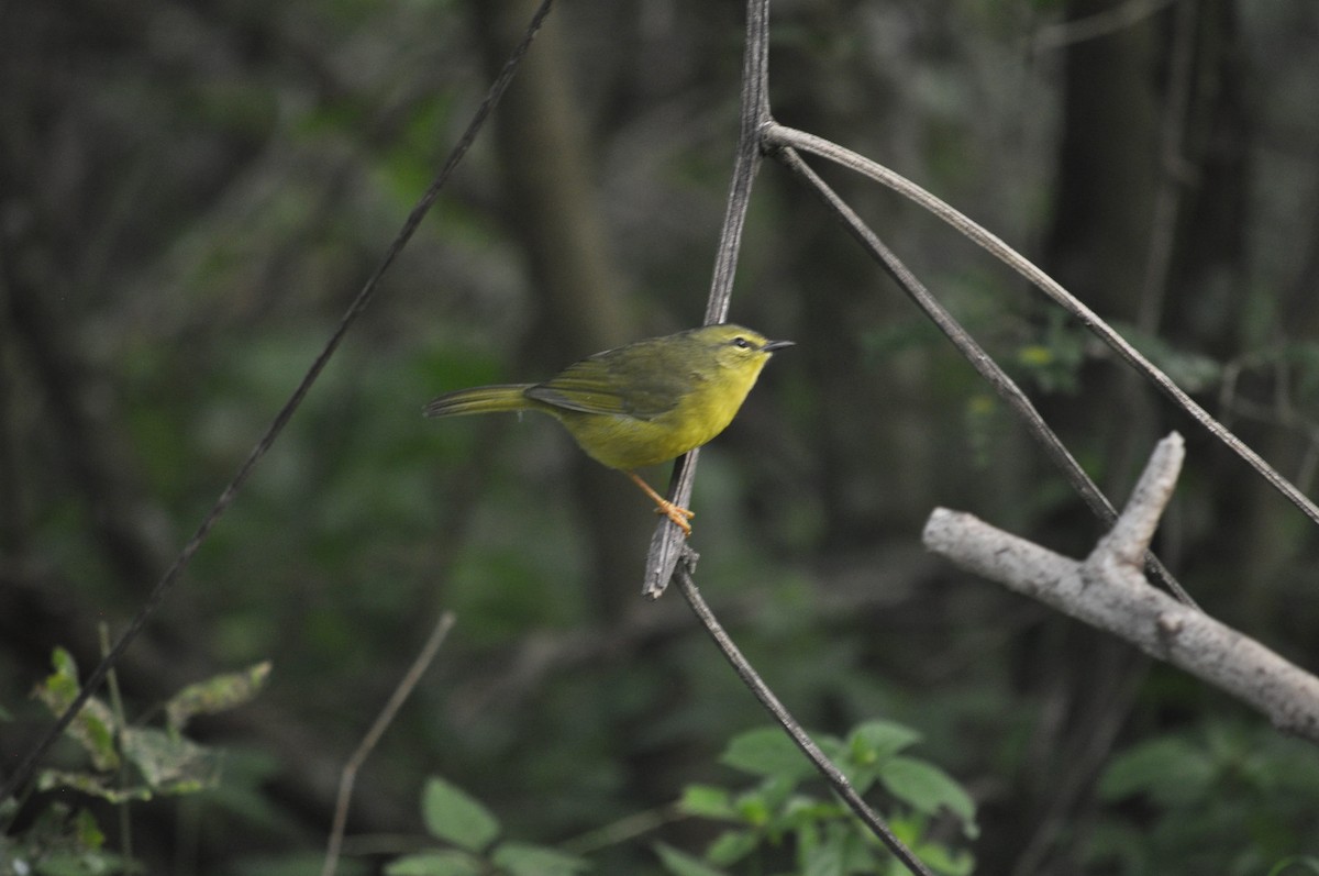 Two-banded Warbler - ML570642631