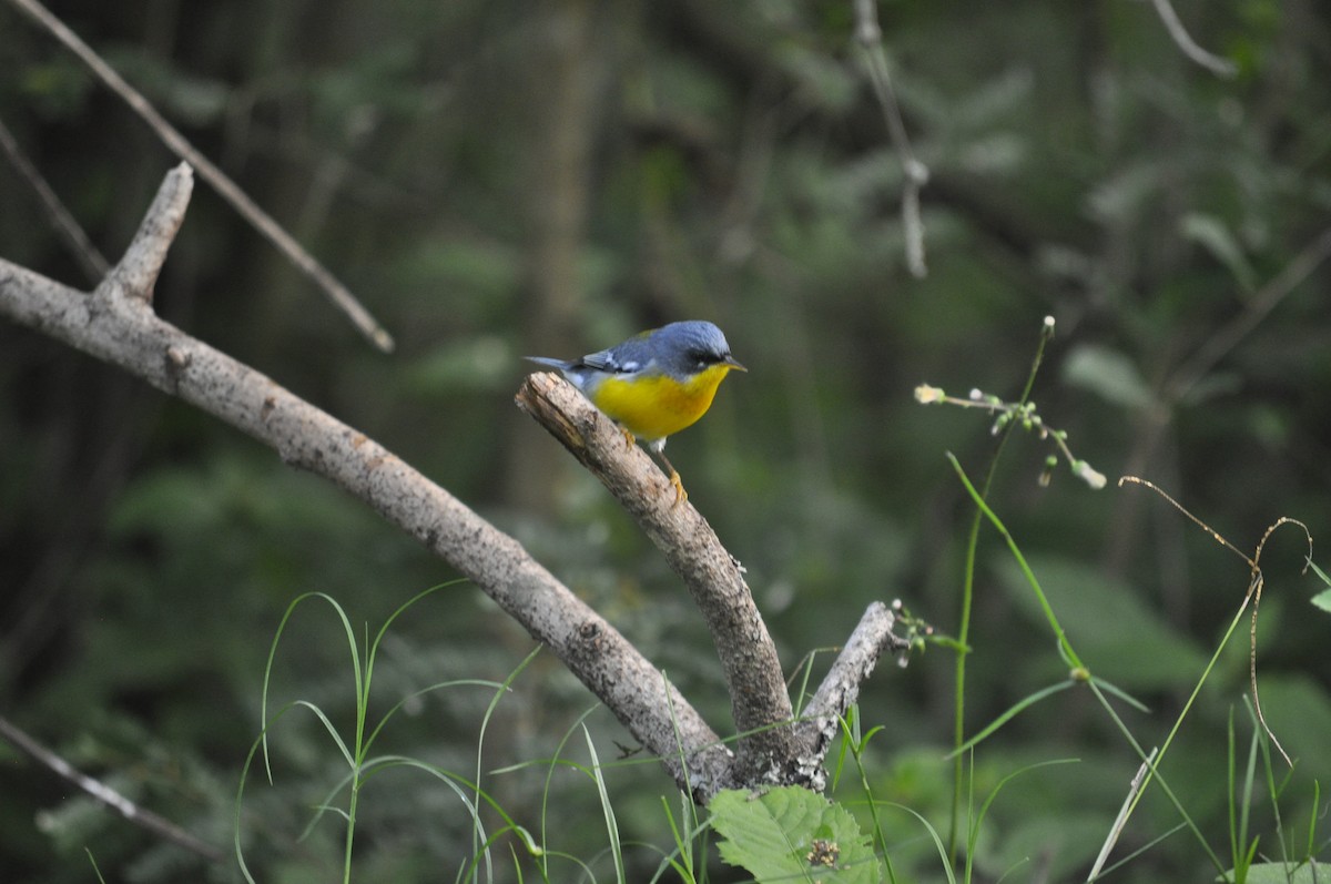 Tropical Parula - ML570643001