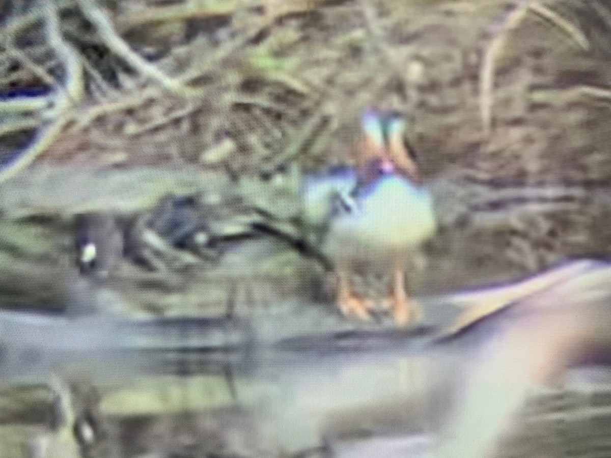 Mandarin Duck - ML570644481