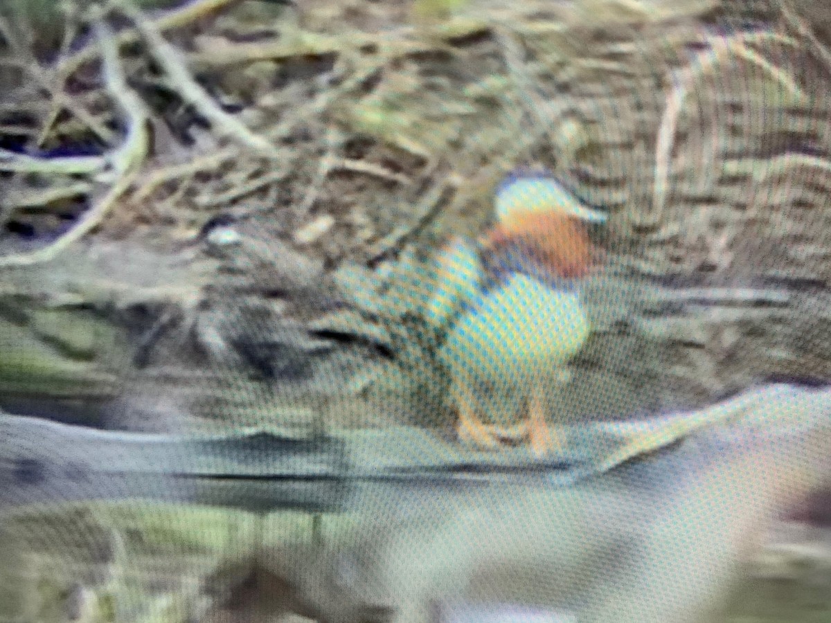 Mandarin Duck - David Gulick