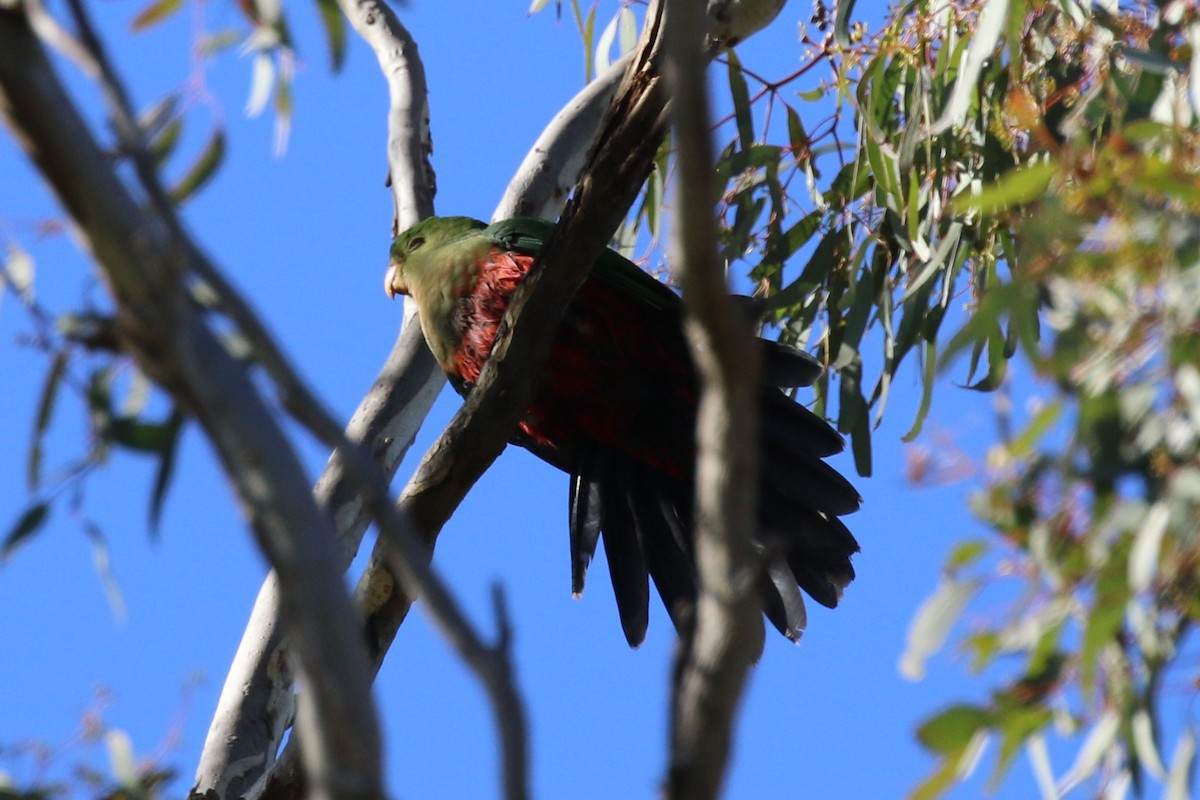 Australian King-Parrot - Deb & Rod R