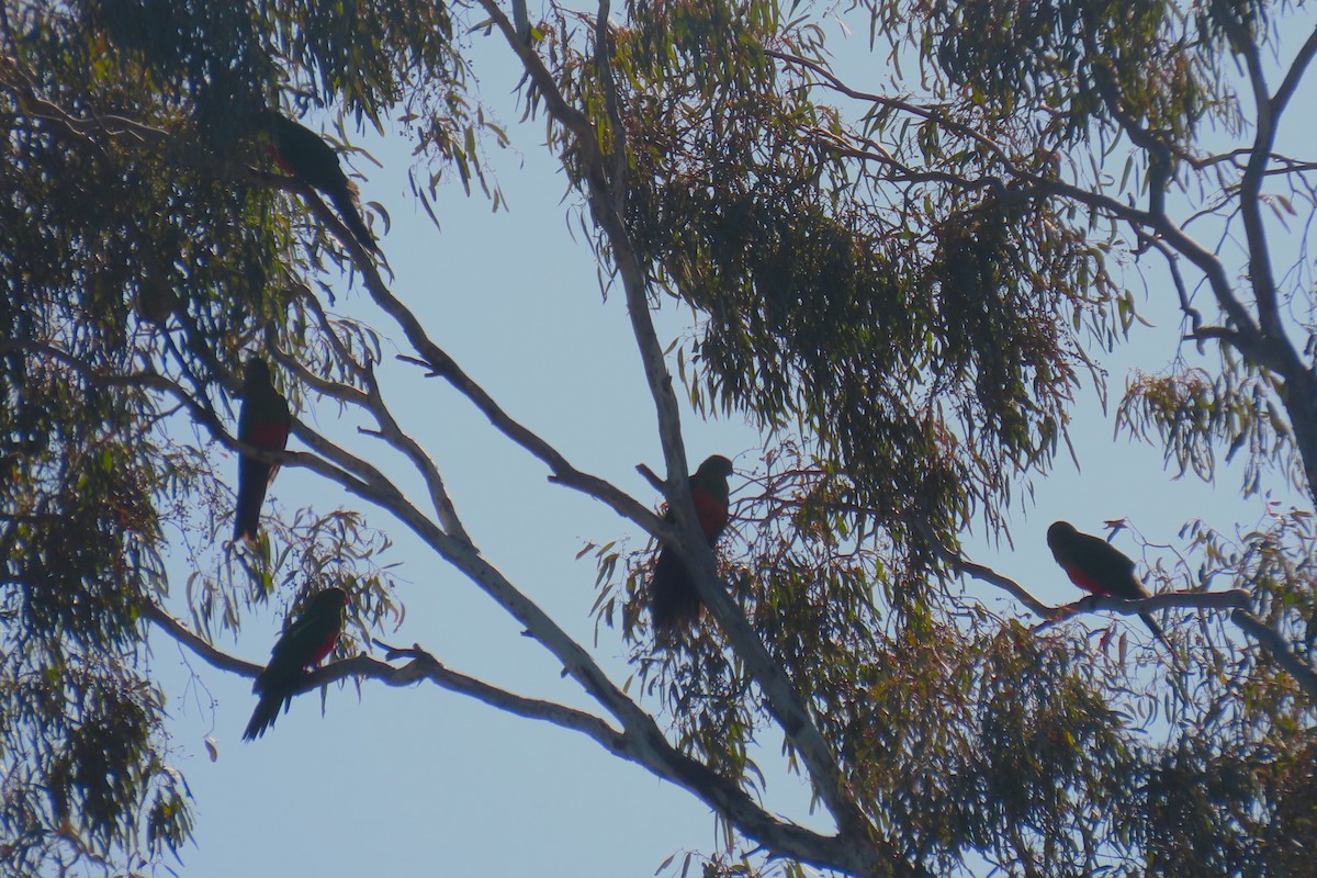 Australian King-Parrot - Deb & Rod R