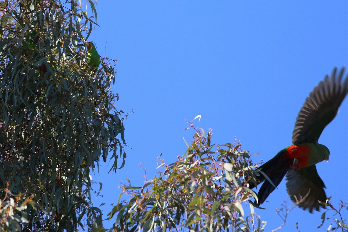 Avustralya Kral Papağanı - ML570644591