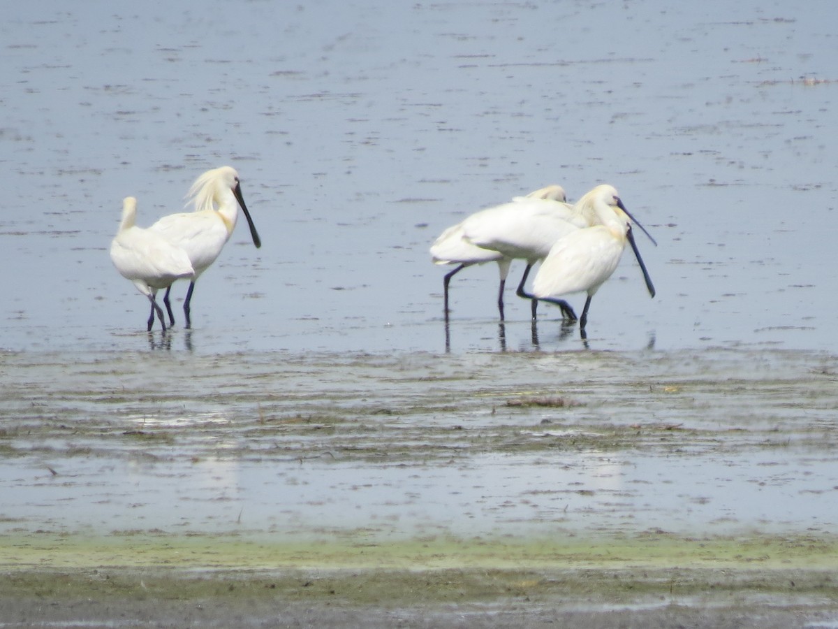 Eurasian Spoonbill - ML570646711