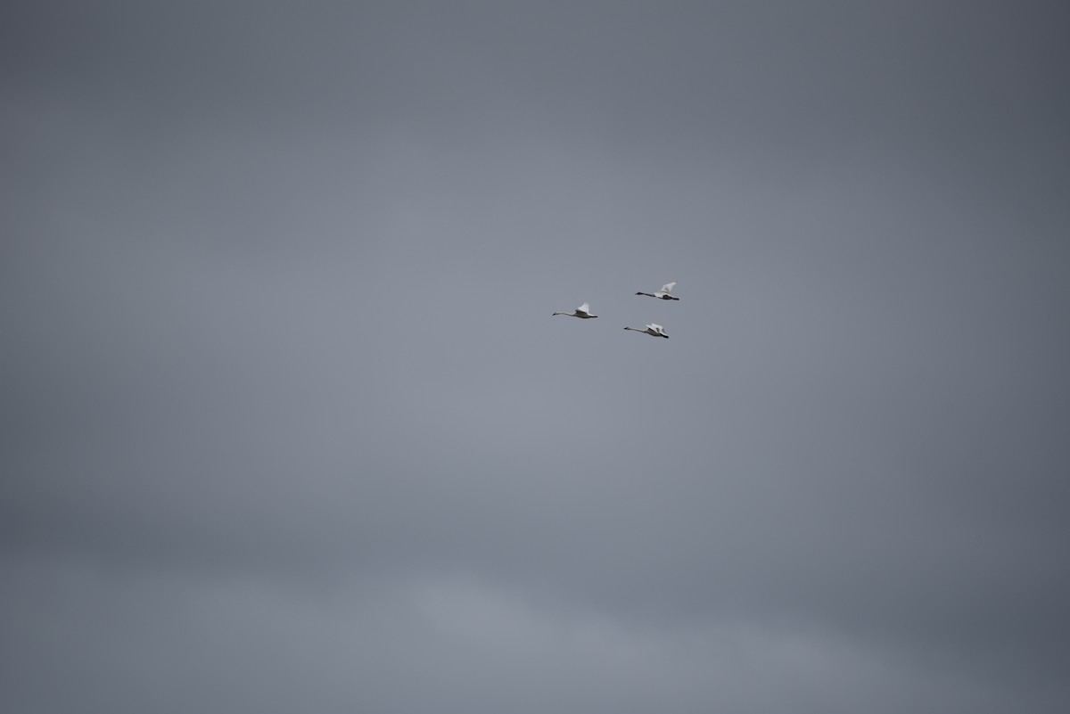 Tundra Swan - ML570647301