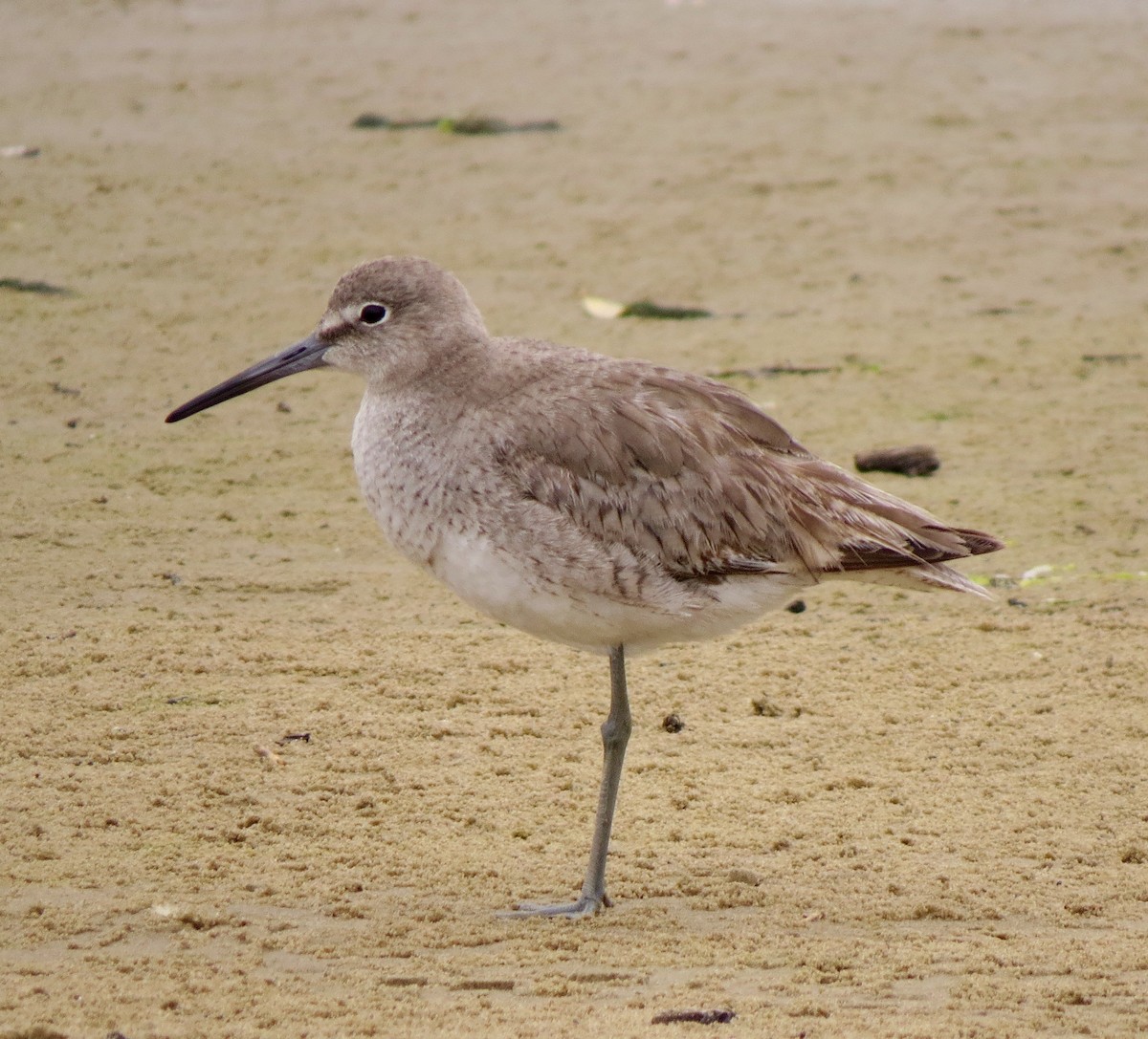 Willet - ML57064751
