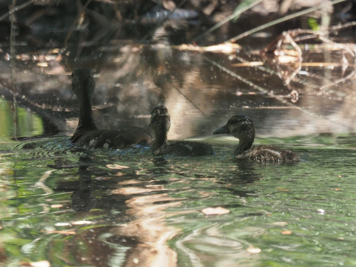 Spotted Whistling-Duck - Magen Pettit