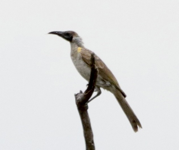 Little Friarbird - ML570647581