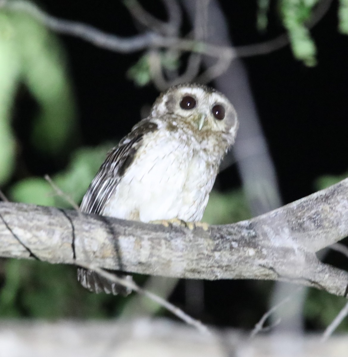 Bare-legged Owl - ML570648371