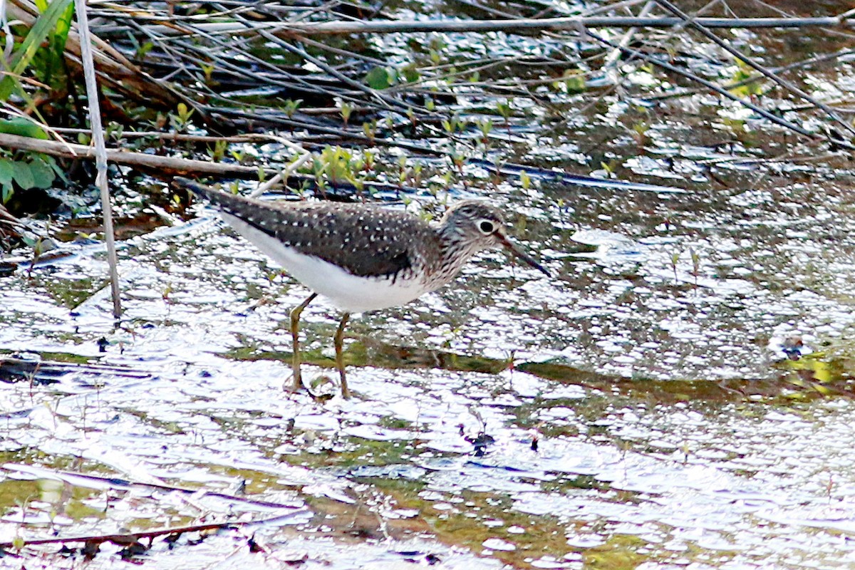Solitary Sandpiper - ML570649351