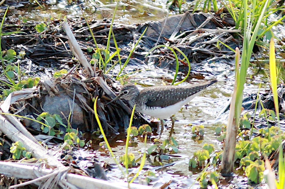 Solitary Sandpiper - ML570649361