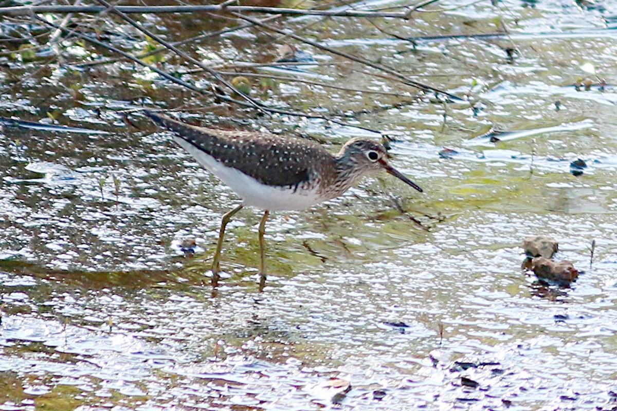 Solitary Sandpiper - ML570649371