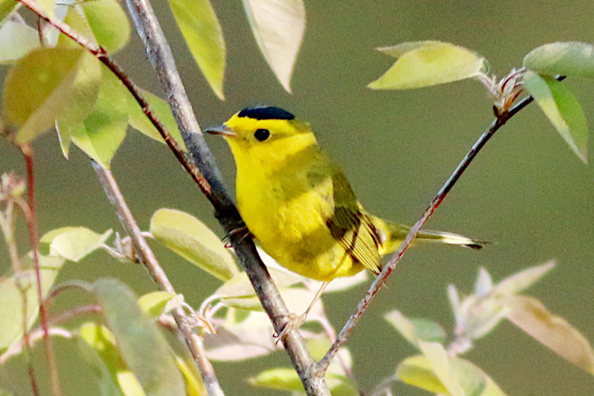 Wilson's Warbler - ML570649401
