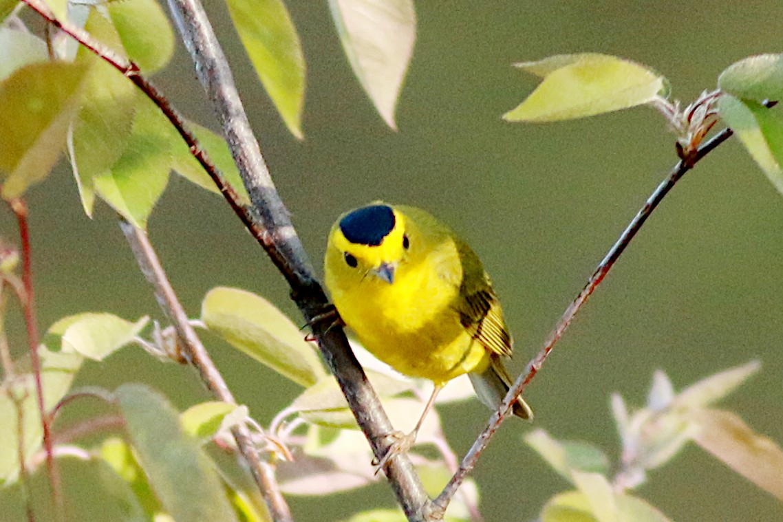 Wilson's Warbler - ML570649411
