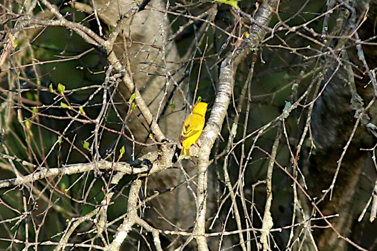 Northern Yellow Warbler - ML570649491