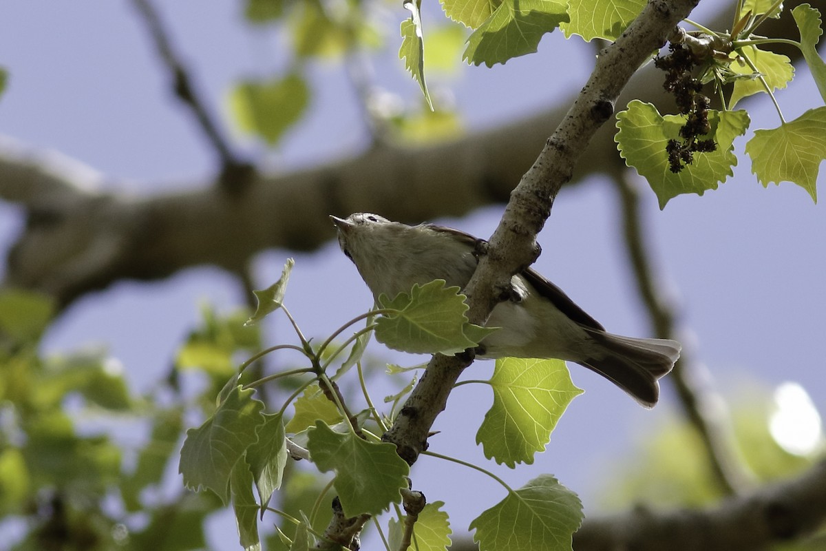 Warbling Vireo - ML570649641