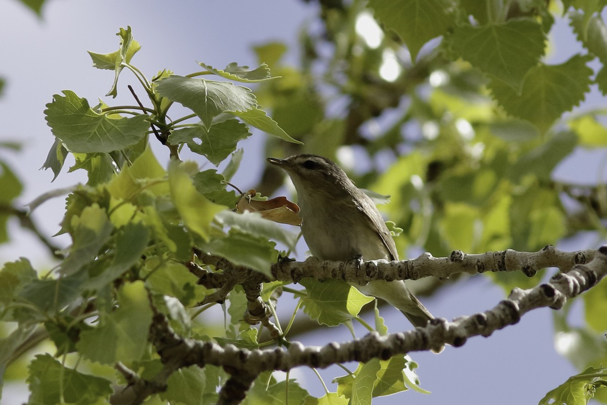 Warbling Vireo - ML570649651