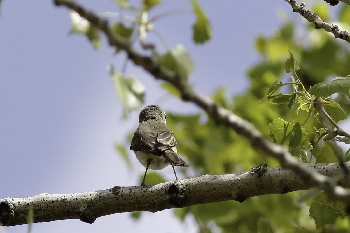 Warbling Vireo - ML570649661