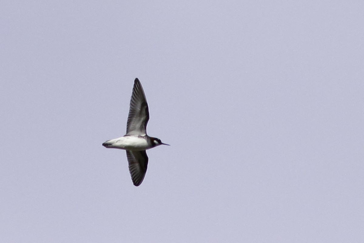 Phalarope à bec étroit - ML570651151