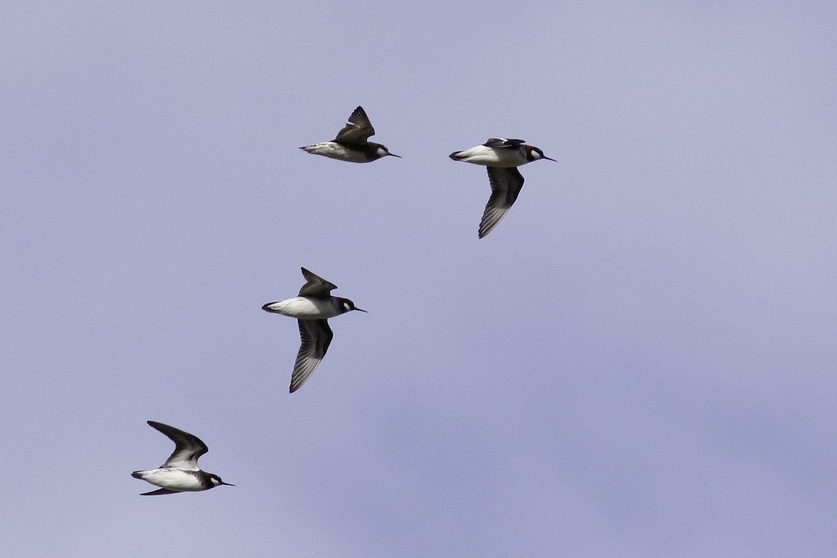 Red-necked Phalarope - Linda Chittum