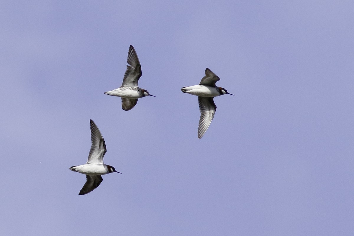 Red-necked Phalarope - Linda Chittum