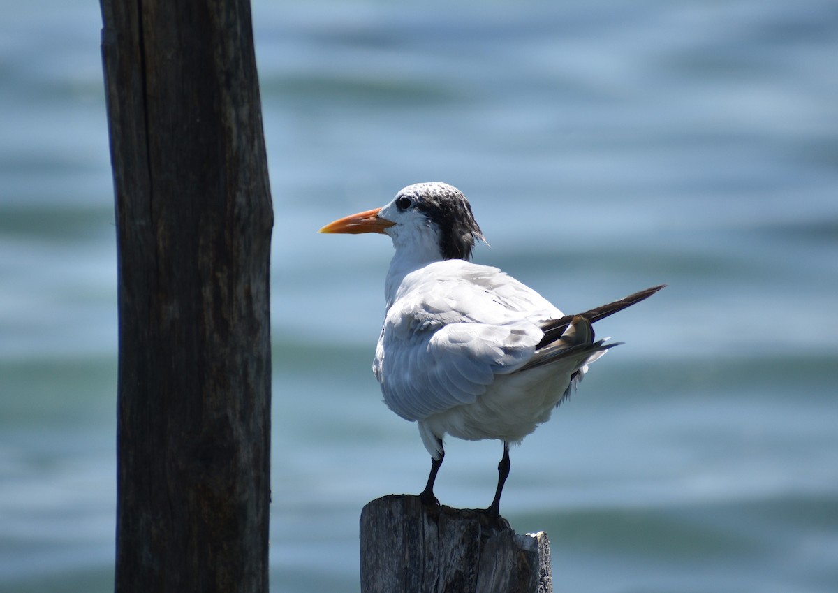 Royal Tern - Axel  Vásquez Méndez