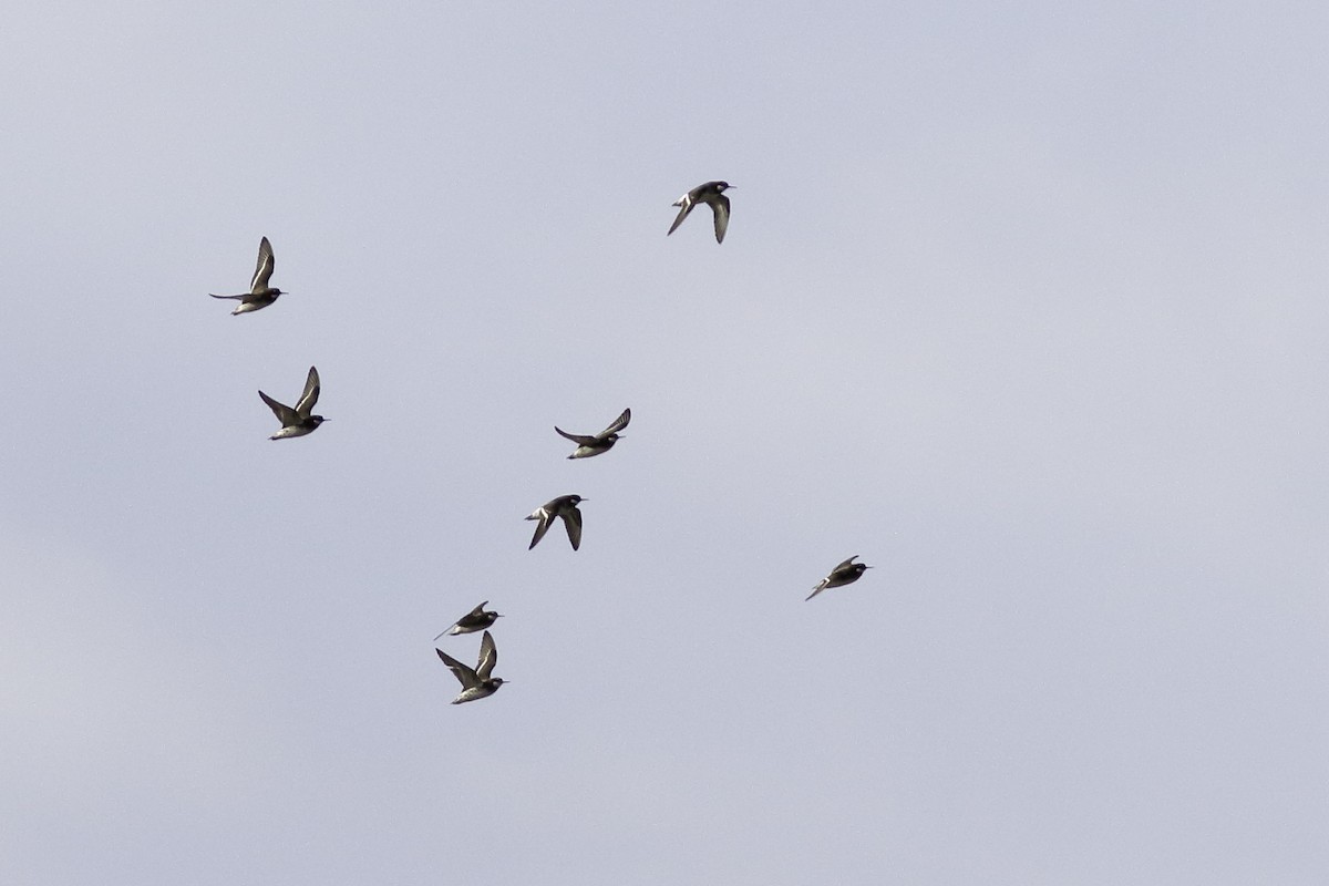 Red-necked Phalarope - ML570651231