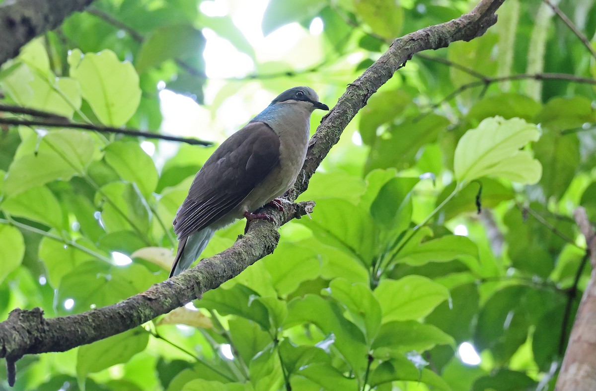 White-eared Brown-Dove (Buff-eared) - ML570651481