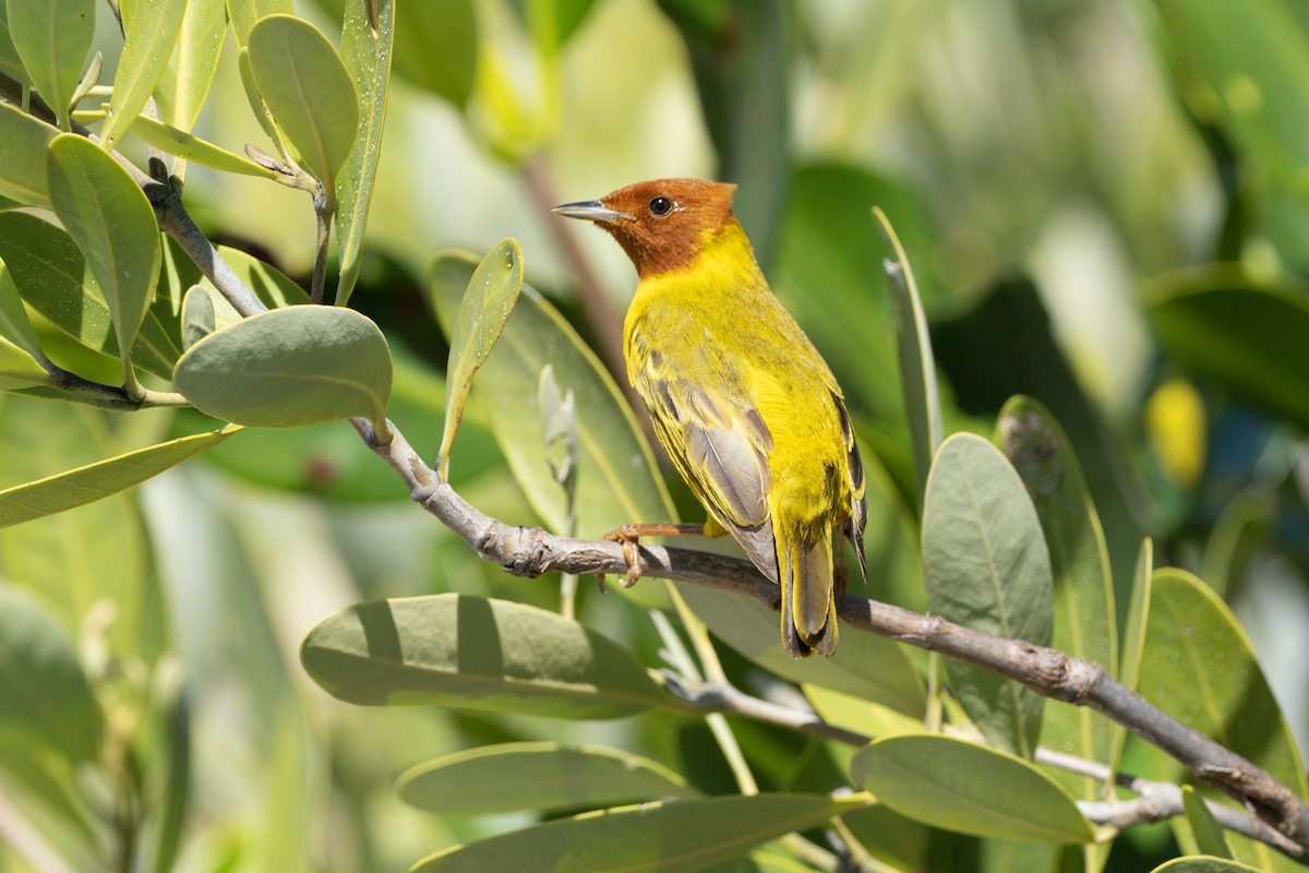 Northern/Mangrove Yellow Warbler - ML570652341