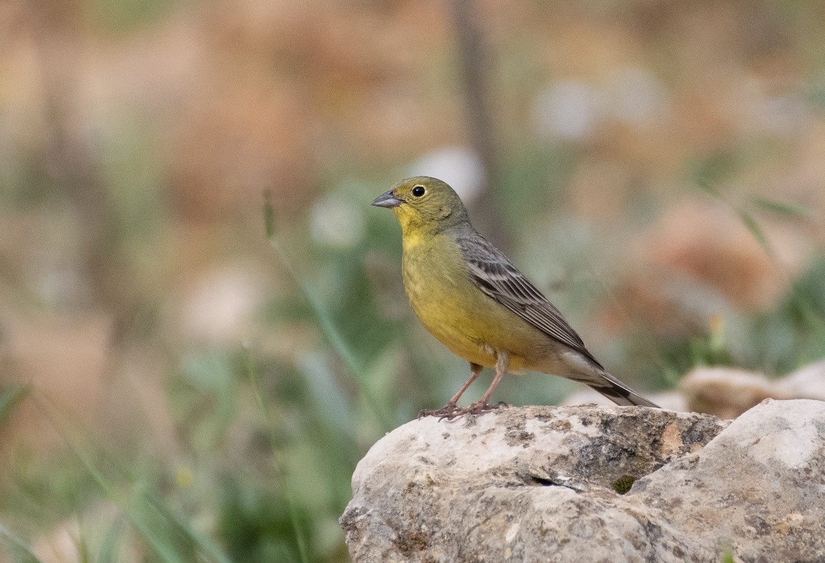 Cinereous Bunting (Yellow-bellied) - ML570652591