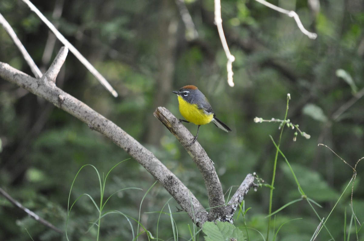 Brown-capped Redstart - ML570653221